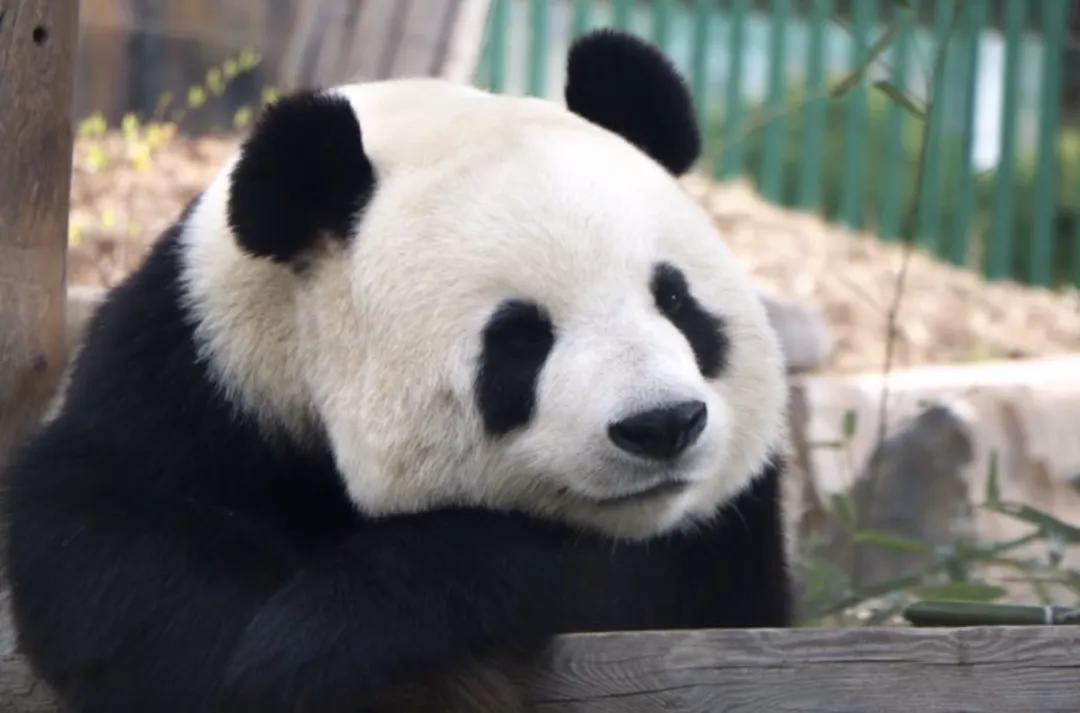 大连景点什么时间恢复开放,大连即将开放的景区图片