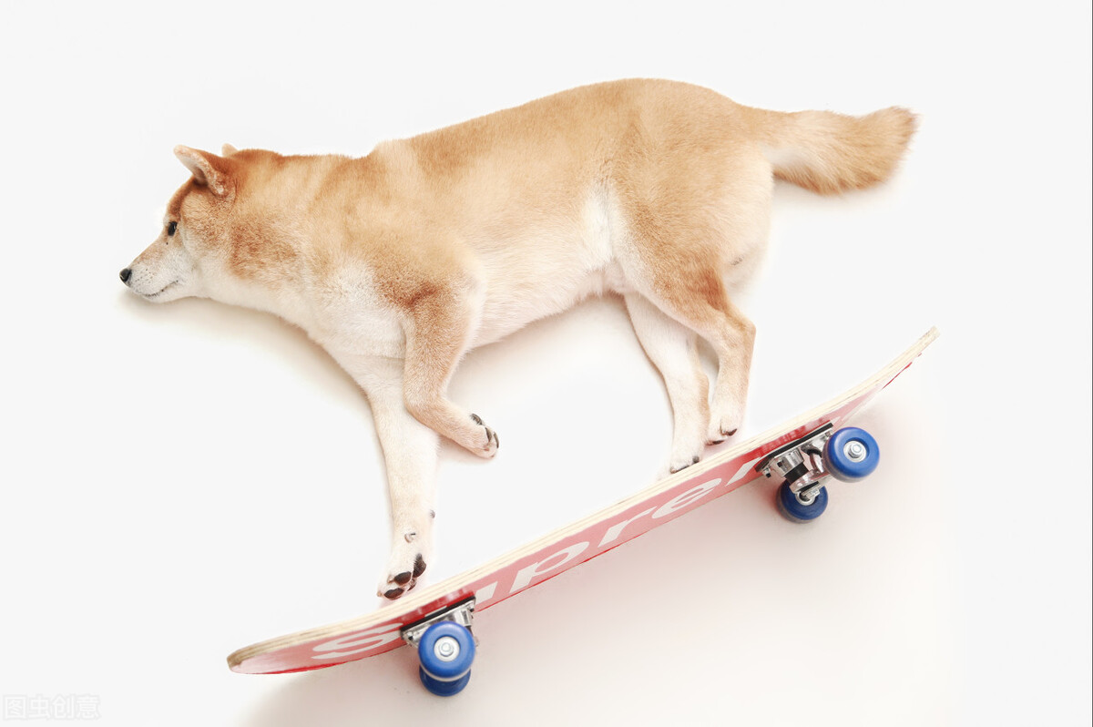 为什么不能养日本柴犬呢,柴犬有什么优点怎么那么呆萌可爱