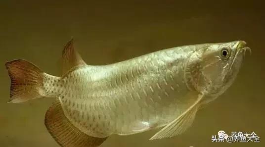 小六角龙鱼怎么养,养龙鱼知识视频