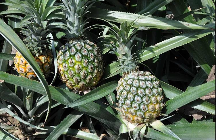 甜到不用糖泡的小菠萝,特别甜的小菠萝蜜