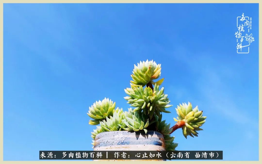 景德镇精品拇指多肉盆,轻奢多肉拇指盆3.5