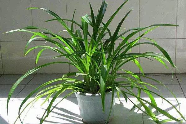 能吸甲醛的植物花卉,吸甲醛的十大植物有哪些