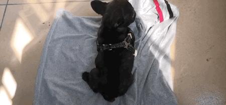 墨墨：屁屁烂得血红的小斗牛，会不会是第二个“白月初”