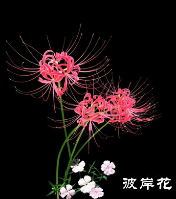 民俗丧葬文化,传统民俗文化之丧葬习俗