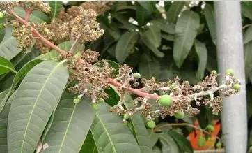 芒果开花期间能喷磷酸二氢钾吗,芒果开花不结果怎么办