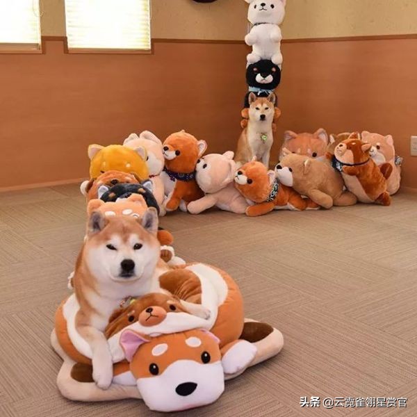 日本一博主给自家的两只柴犬买了几十只玩偶每天上演真实版找不同