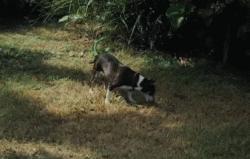 澳洲狗子吸毒,澳大利亚流浪狗