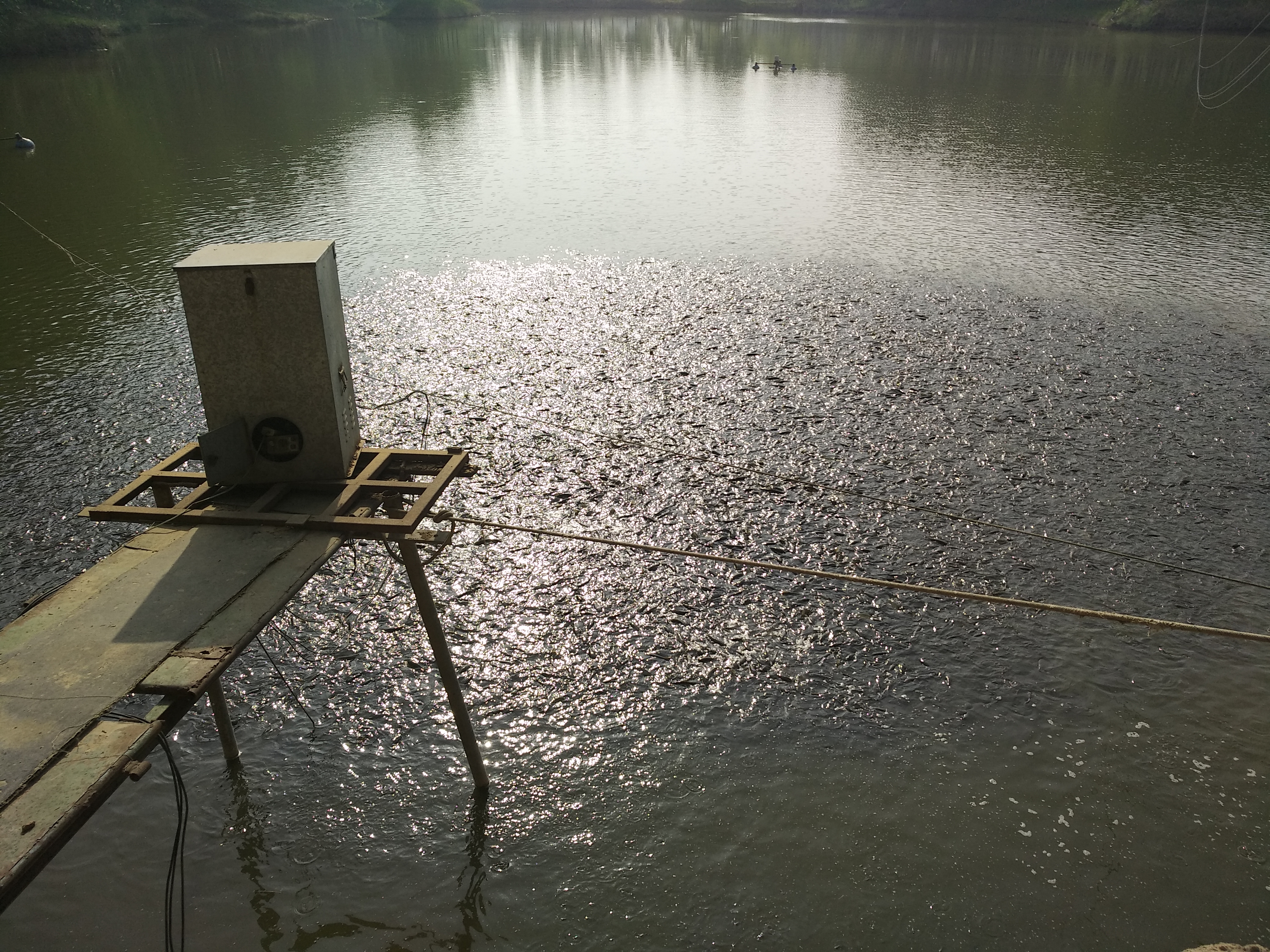 水产养殖水中有虫怎么解决,水产养殖天敌怎么处理
