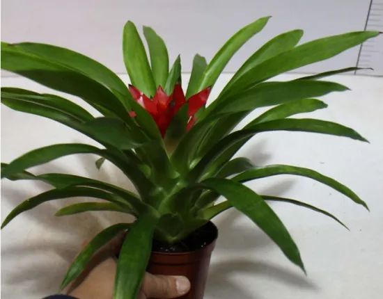 鸿运当头叶子发黄怎么回事,鸿运当头叶子发黄了什么原因