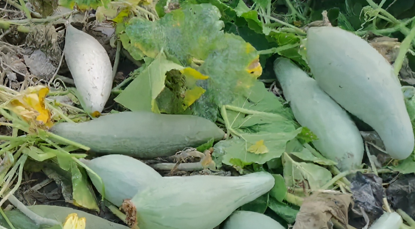 种的南瓜不甜怎么办,种南瓜不开花怎么办