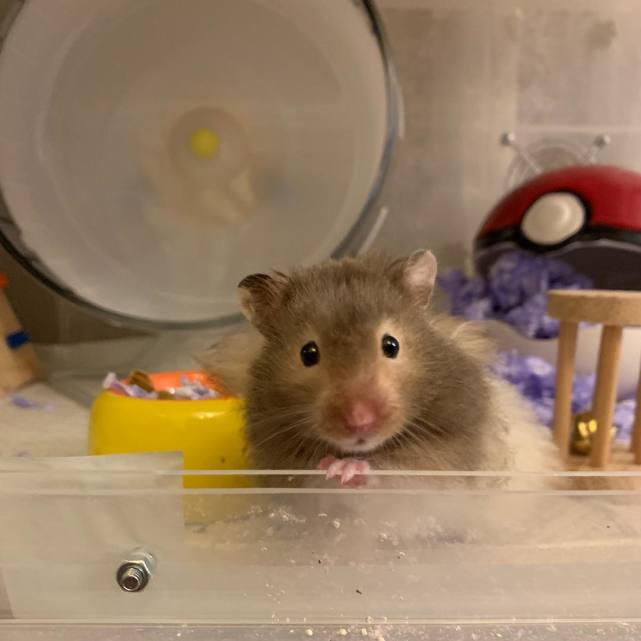 仓鼠越狱怎么办,仓鼠越狱怎么治