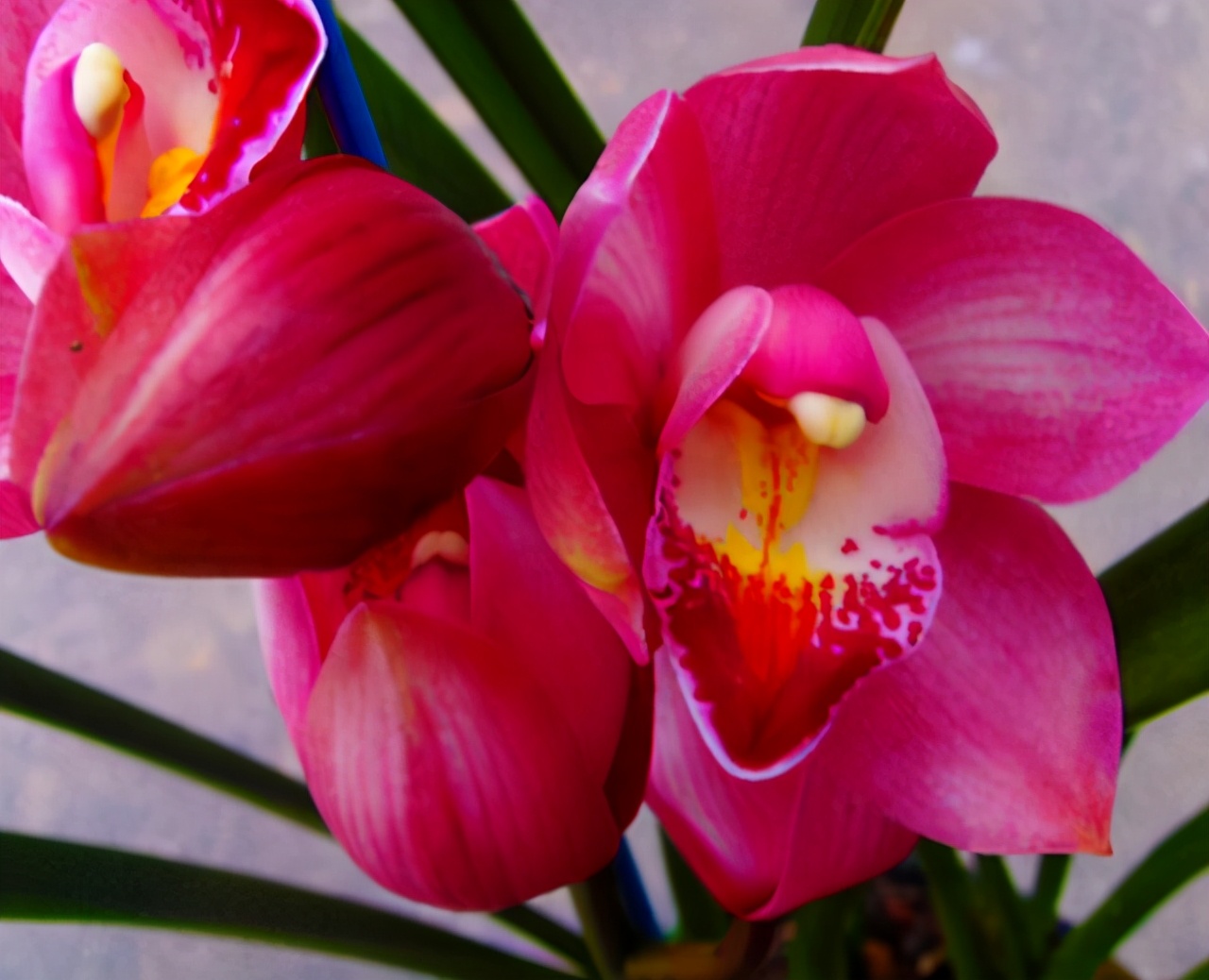 名贵兰花品种名称及图片欣赏,名贵兰花常见品种介绍图片