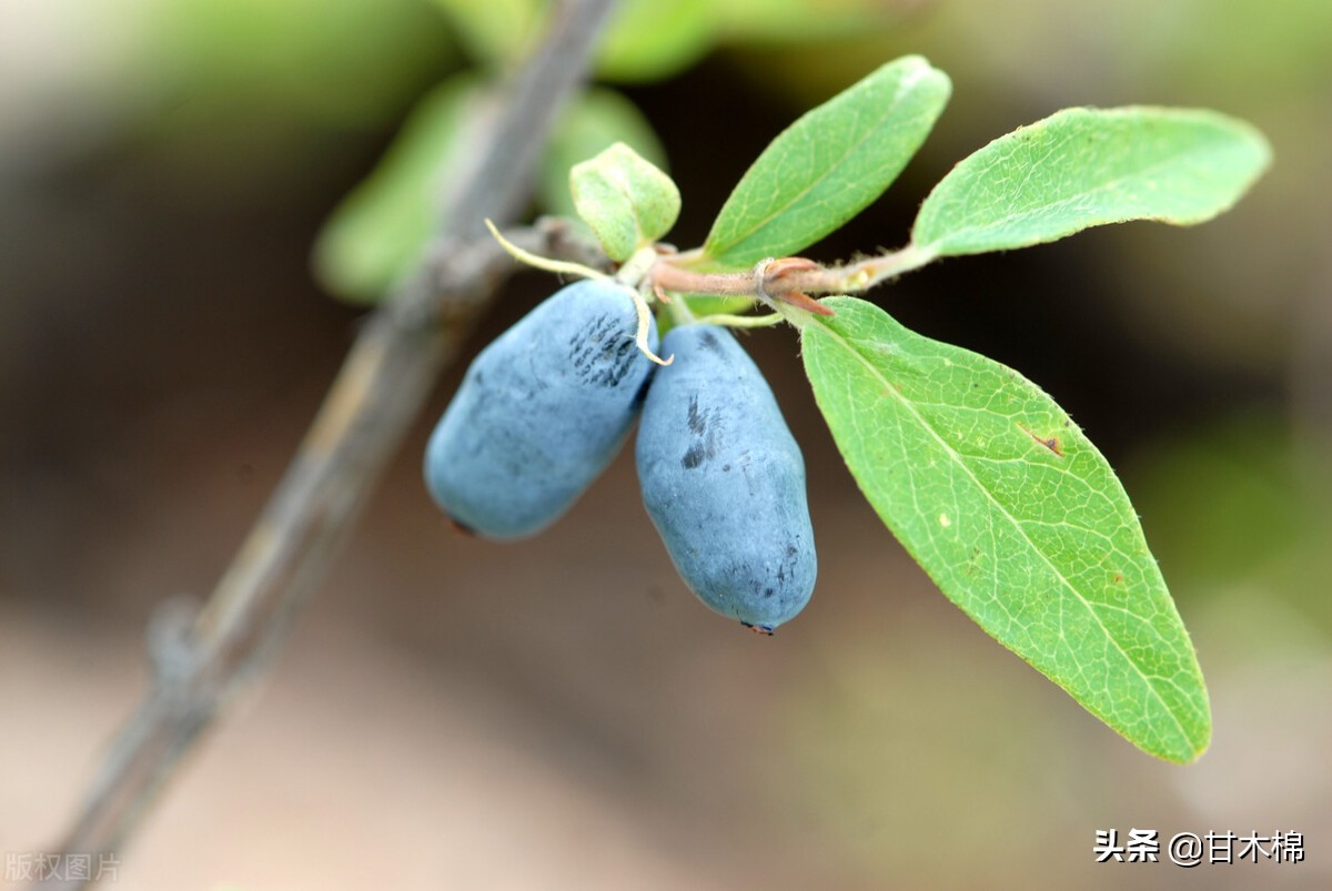 童年野果子,儿时的野果子总让人回味无穷