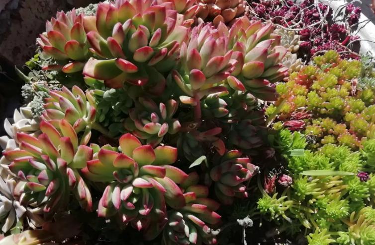 多肉养出状态来有多美？这102种多肉控养上色之后美呆了