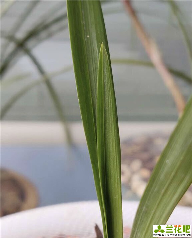 兰花叶子脱水的表现,兰花叶脱水怎么办用什么药