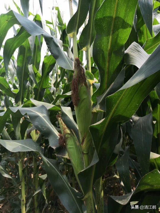 施用除草剂什么时候效果最好,苗前除草剂的效果受哪些因素影响