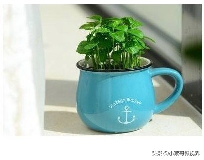 吃完的水果不要扔试试在家就能种,吃完的水果种子