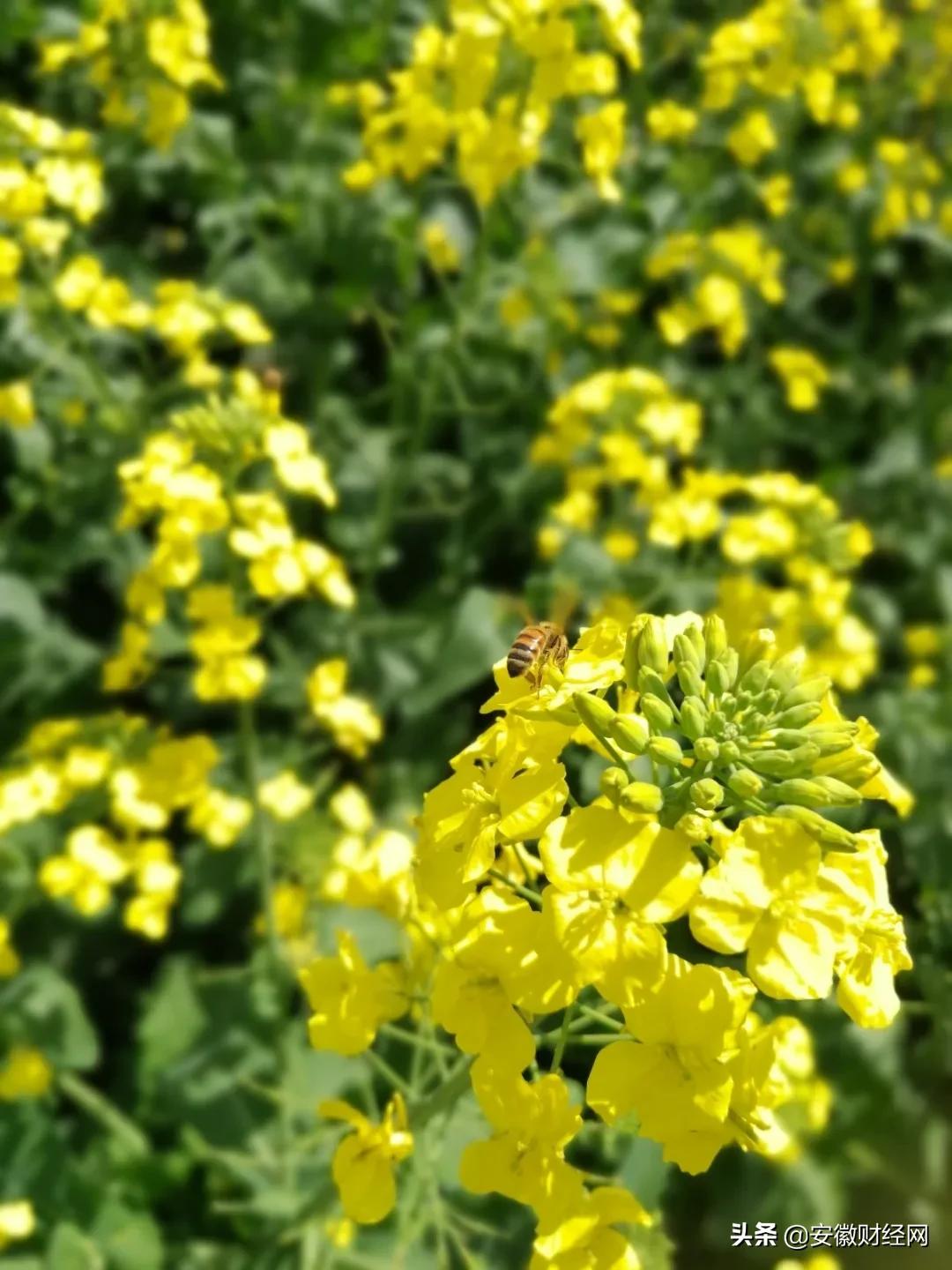 花都开好了现场完整版,花都开好了合唱合拍