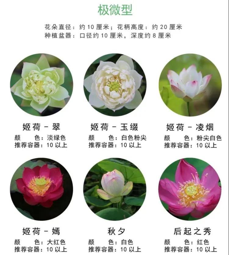 自家栽培微型观赏碗莲,迷你盆栽碗莲带花苞