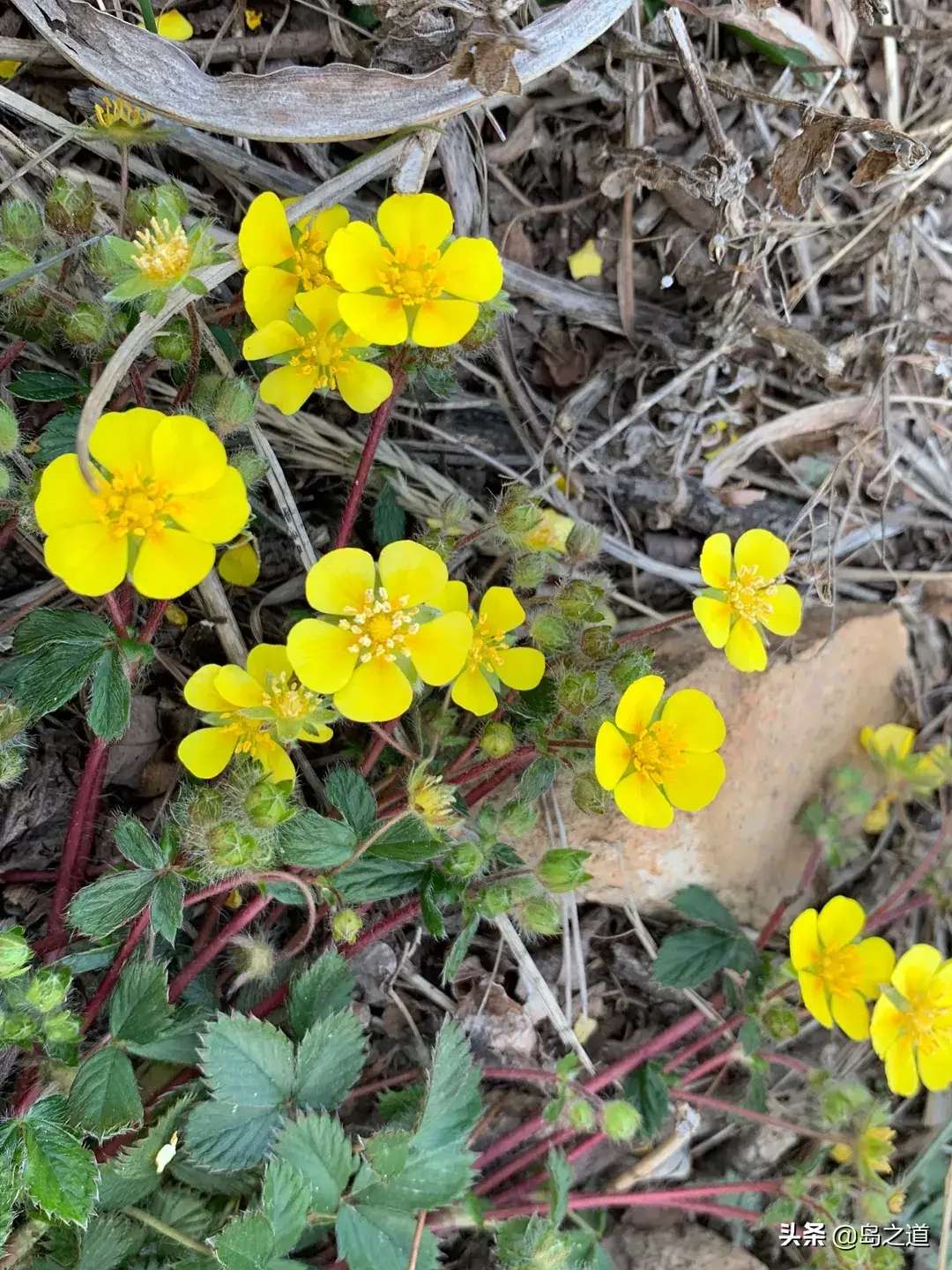 含12生肖的植物名,用十二生肖组成的植物名