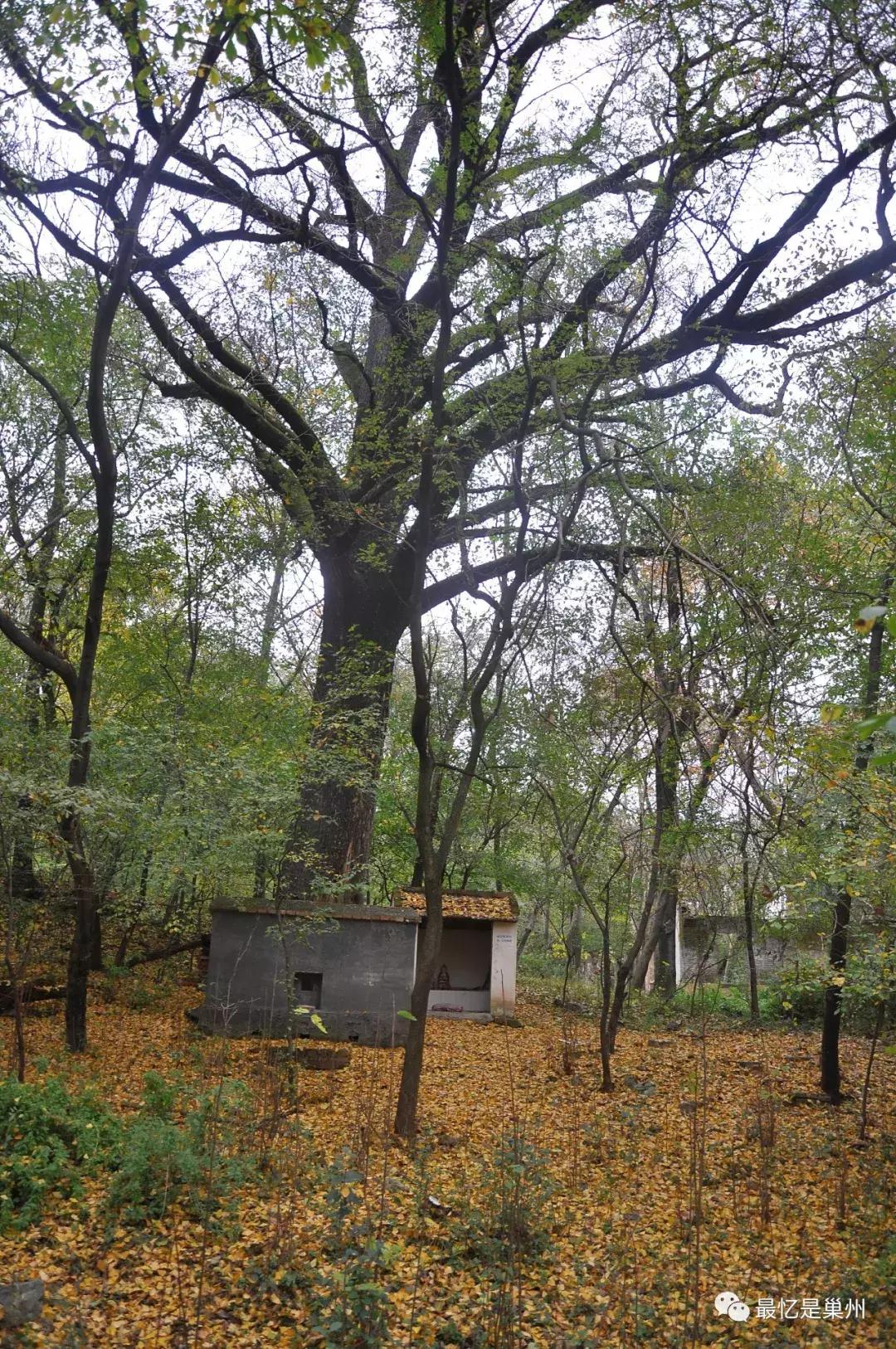 巢湖苏湾黄山中学,巢湖市黄山中学