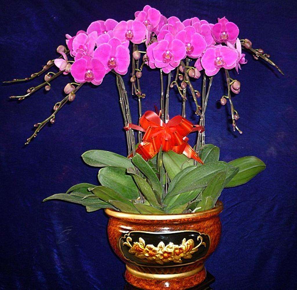 蝴蝶兰的养护方法视频教程,蝴蝶兰的养护方法新手入门