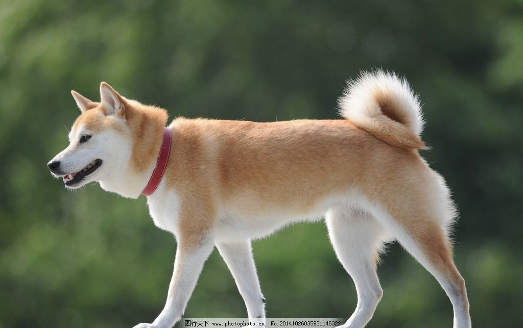 流浪狗丢丢的视频,流浪犬失踪2年苦等主人认出