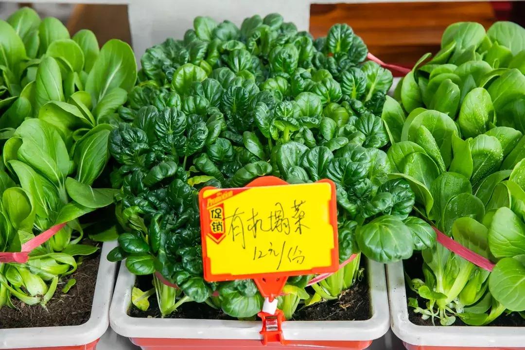 魔都惊现「2层楼小香港」，卖“蹦迪海鲜”！花胶鸡、6头鲍免费送