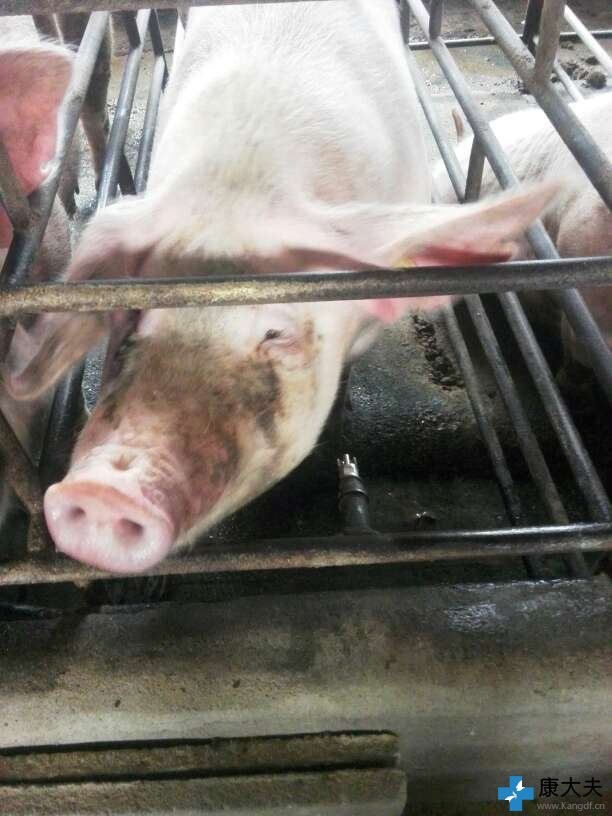 母猪毒素蓄积,母猪排毒解毒用什么药好