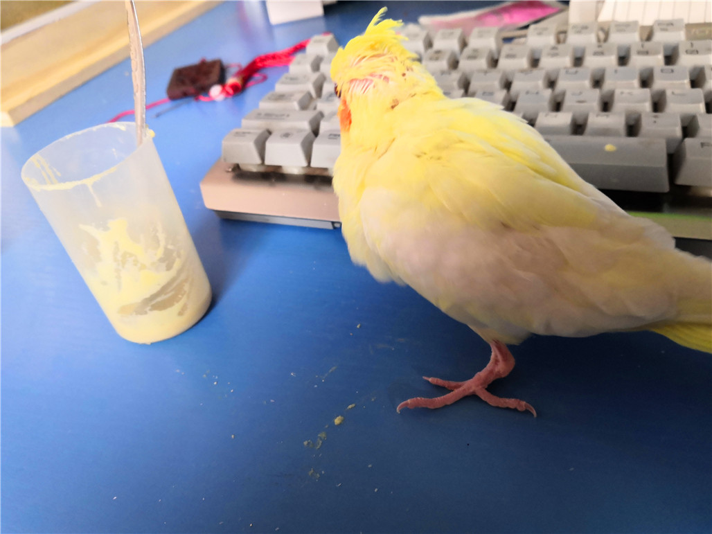 手养玄凤鹦鹉断奶后怎么自己进食,手养玄凤鹦鹉雏鸟多少天断奶