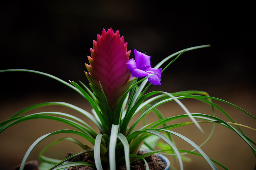 这13种花耐阴又好养蹭蹭长不停,光照不足也能养好的3种花