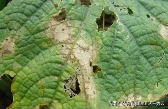黄瓜细菌性叶枯病的发病规律,黄瓜靶斑病和叶枯病怎么区分