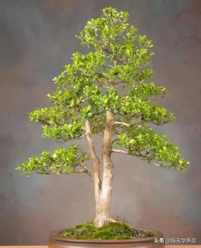 盆景黄杨摘心怎样摘,黄杨树枝条太密修剪