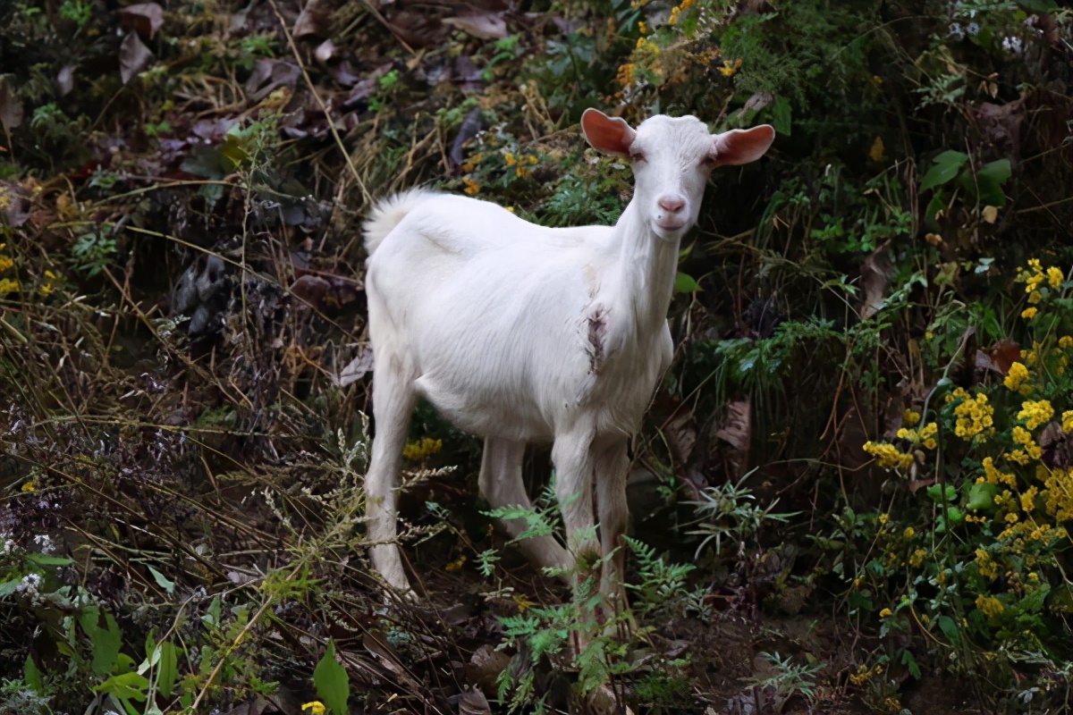 羊肝炎的预防和治疗方法