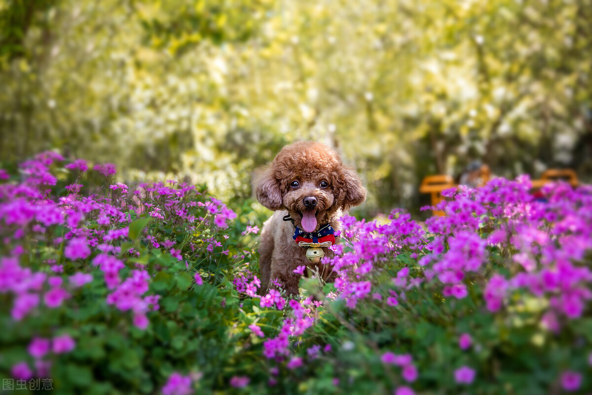 办理狗证的大型犬就可以养了吗,犬只年检都需要什么
