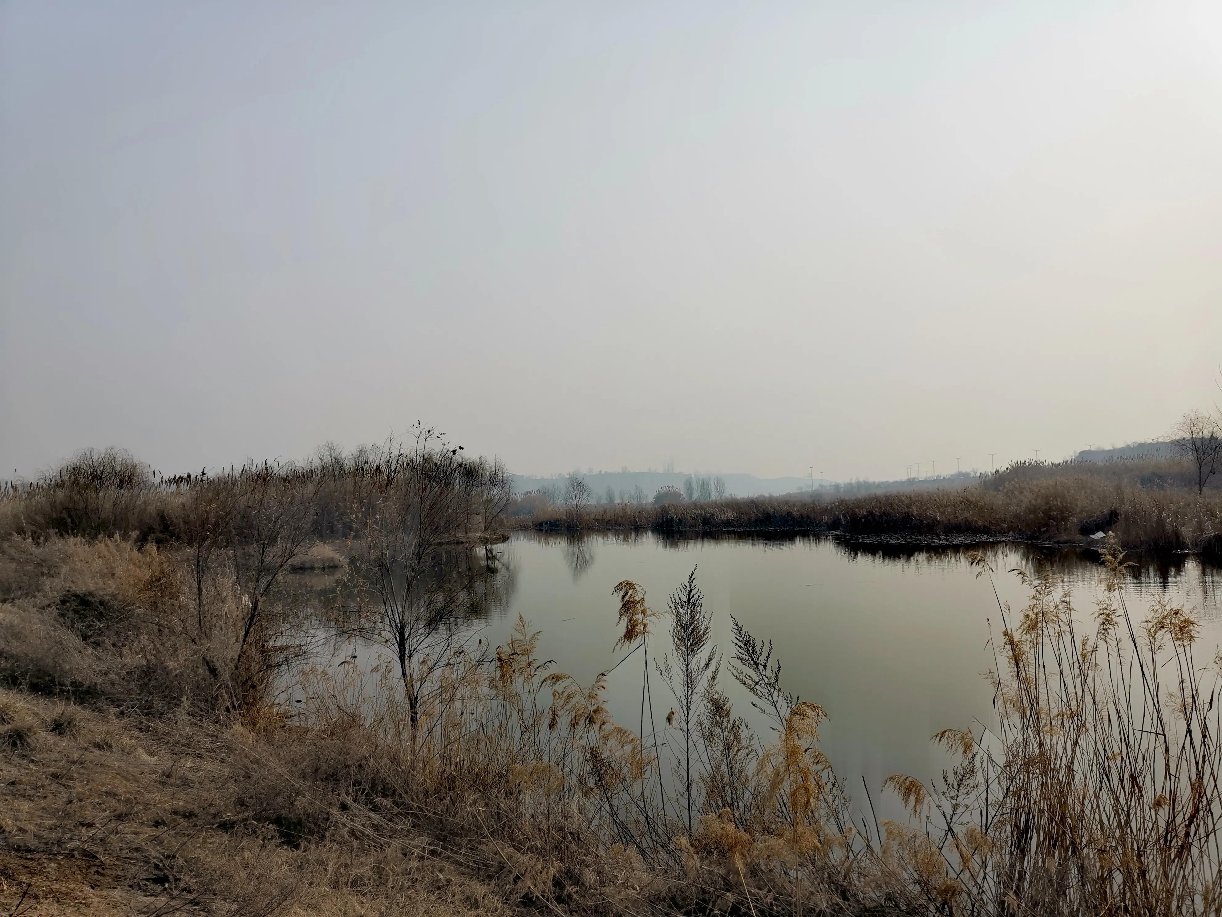 大年初一逛栎阳湖湿地公园,柳色遥看近吐绿,春归石川河!