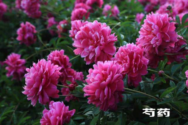 农村庭院中种植的芍药花，为何非得要有牡丹来配植呢？有啥说法吗