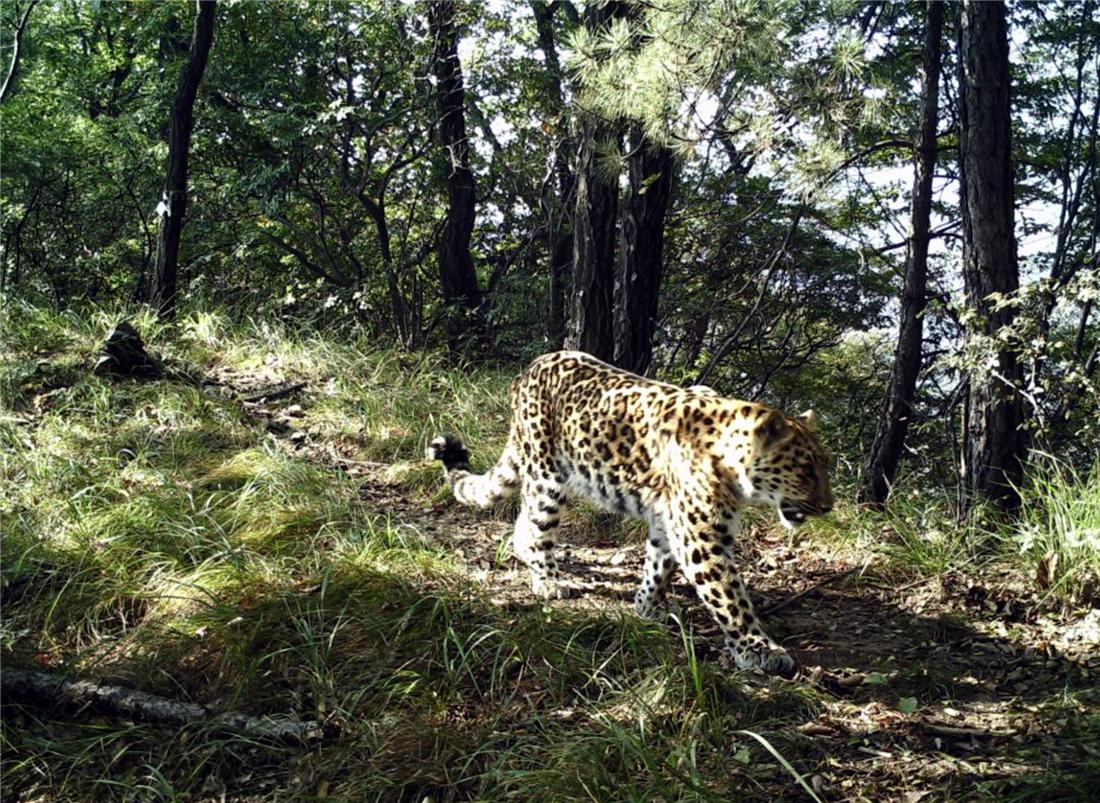 华北豹受伤后死亡警方征集线索,山西发现一只华北豹