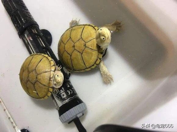 挑选品相好的纯种安缘龟苗,学会这四点让你少花冤枉钱