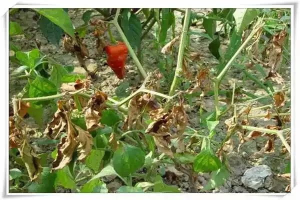 辣椒病害图谱大全大图,辣椒病害大全图片及防治方法