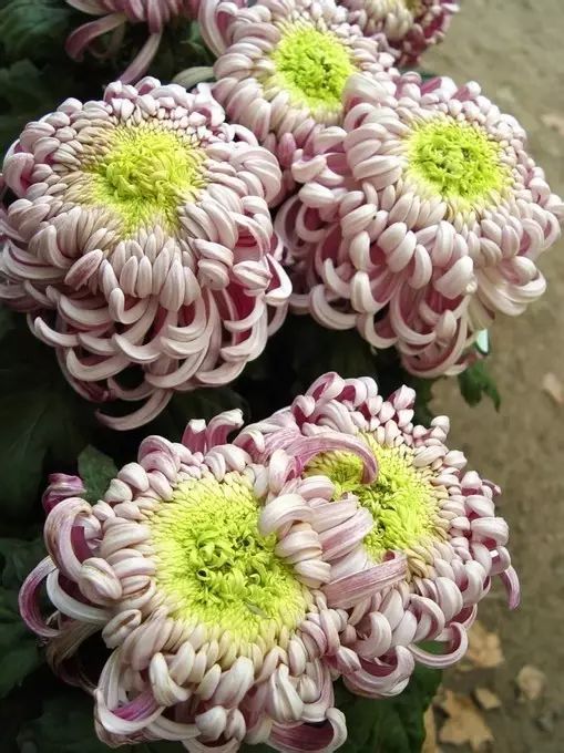 中国十大名花惊艳千年,中国十大名花美极了