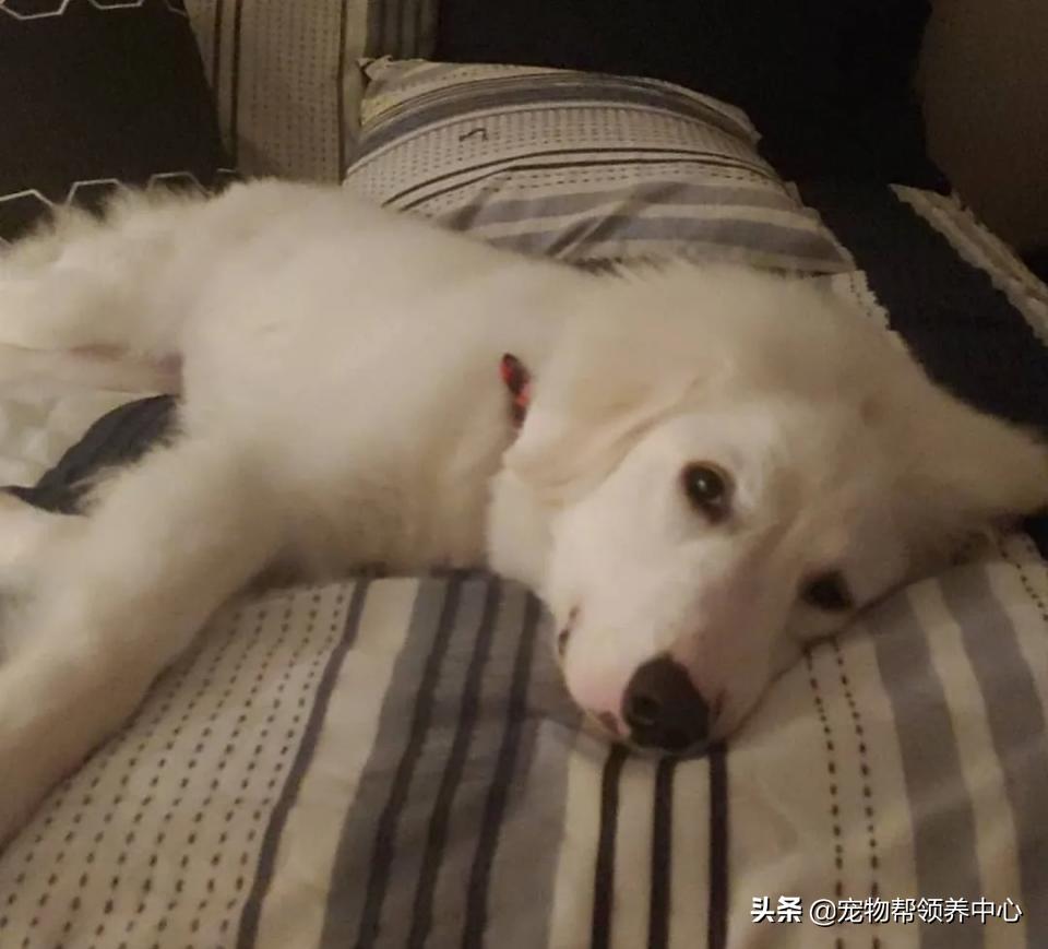 大白熊的奇怪行为,大白熊有多胆小