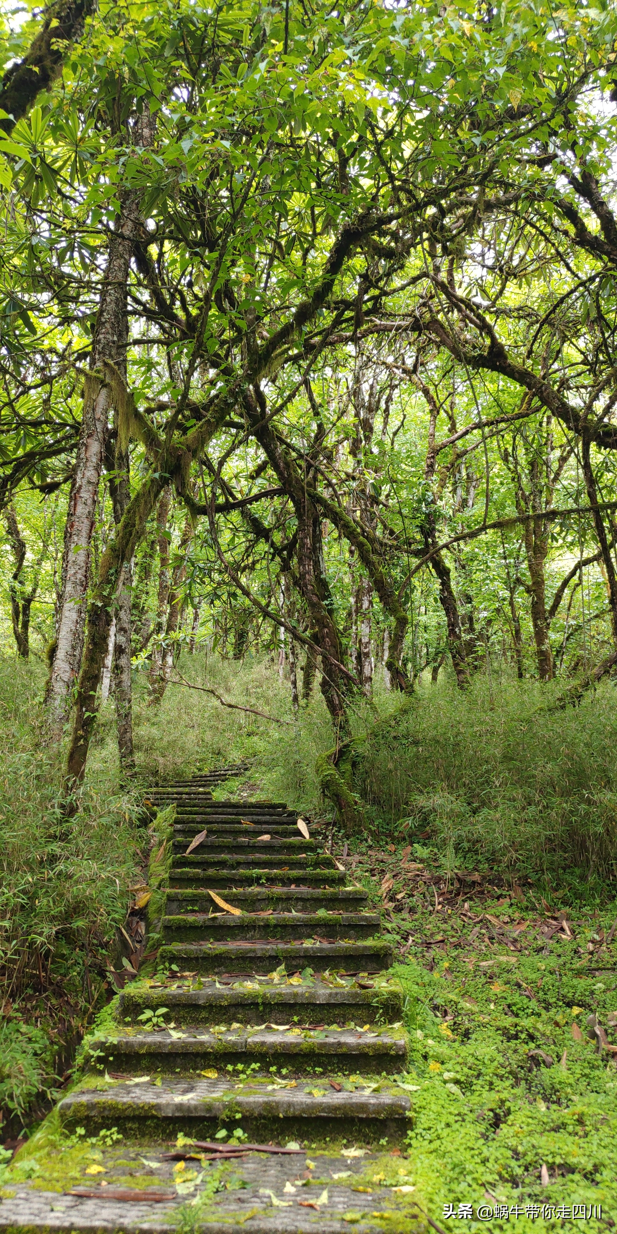 一家三口重庆到拉萨旅游攻略预算,一家三口成都去拉萨大概要多少钱