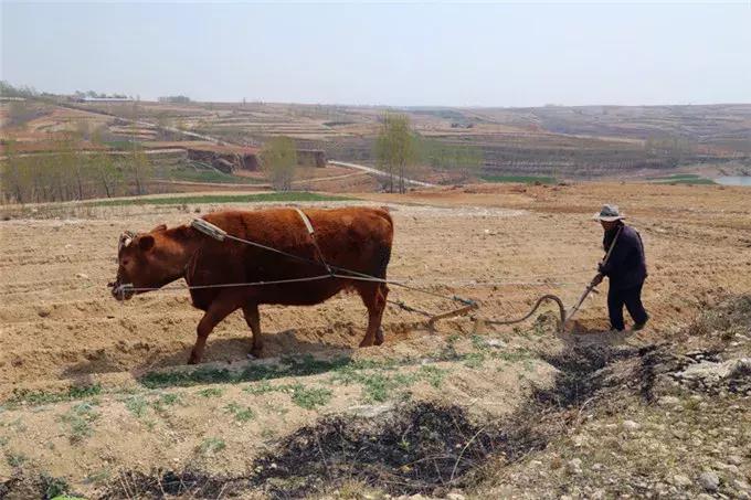 农大毕业怎么找工作,农大毕业现状