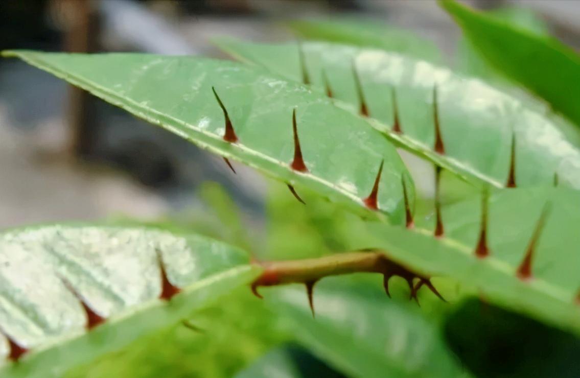 农村一种野草曾经卖300元一斤,农村这种野草外号血见愁