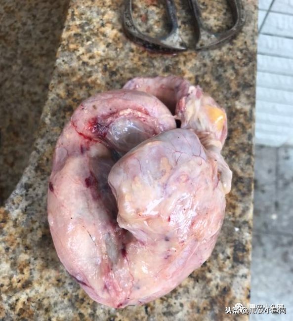 台商区｜宰杀8斤老母鸡，肚内1斤“鸡宝”！能卖多少？