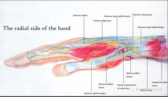 灵魂画手！协和医学生手绘器官解剖图，极具艺术美感，走红网络！