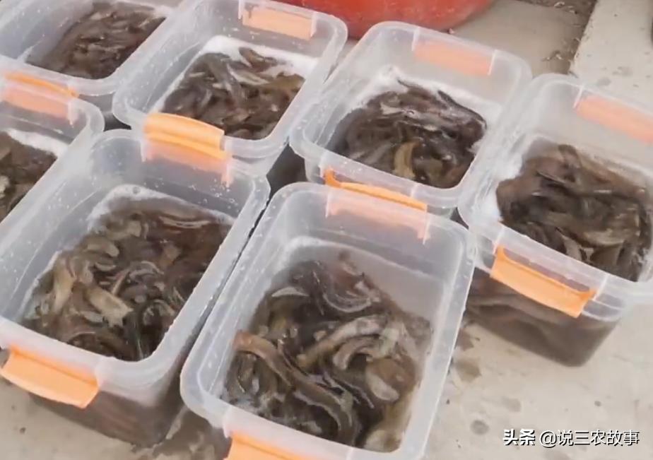 稻蛙鳅套养模式,稻鳅共生养殖稻田建设