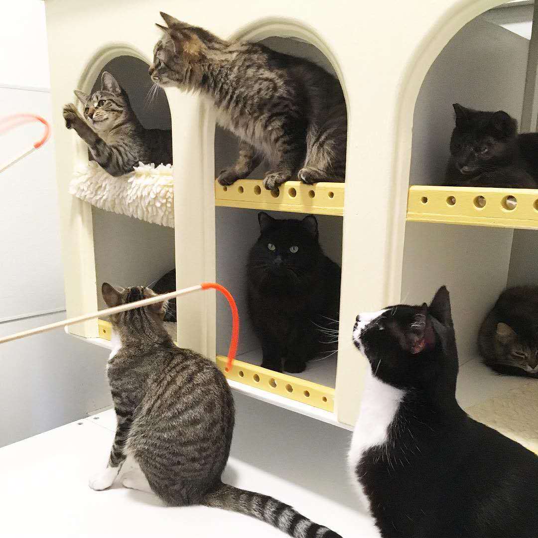 猫怎么运动才能锻炼身体,猫吃完饭可以剧烈运动吗