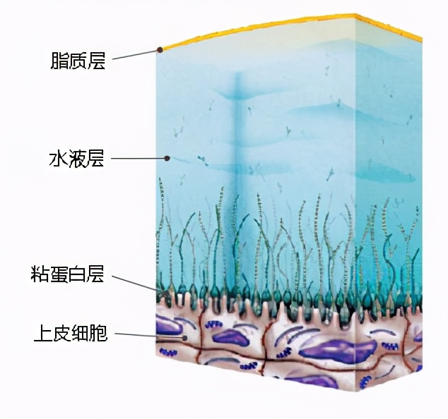 认识动物和颜色,认识干扰素